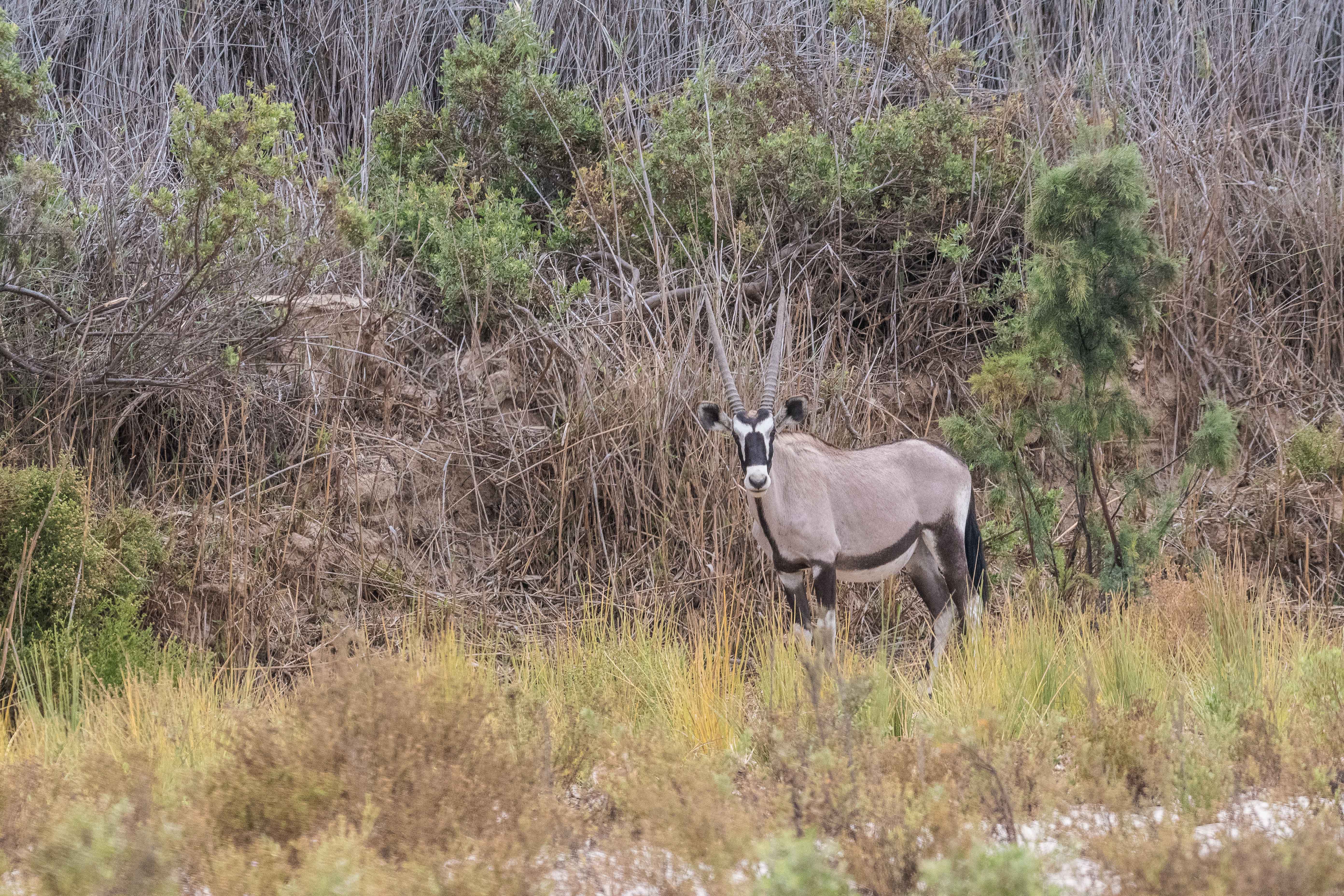 Gemsbok, ou Oryx gazelle (Gemsbok ou Southern oryx, Oryx gazella), mâle adulte, Vallée de l'Hoarusib, Côte des Squelettes, Namibie.